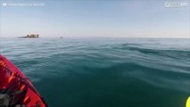 Un hombre se ve sorprendido por ballenas jorobadas en Australia