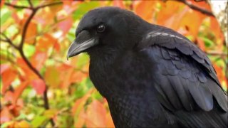 10 Odd and Interesting Fs About Crows and Ravens (North America)