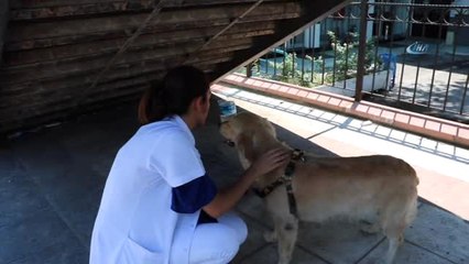 Sahibini Bekleyen Köpek Merdiven Altından Ayrılmıyor