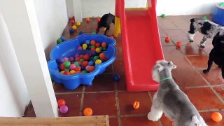 Watch How This Dog Res When He Sees A Ball Pit For The First Time
