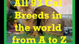 All 93 Cat Breeds In The World (A to Z)