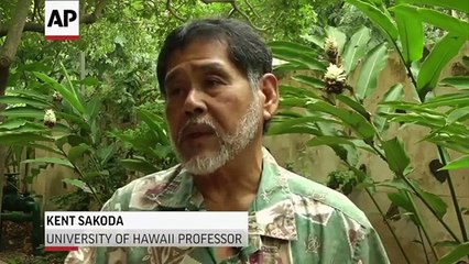 Hawaiian Pidgin Brings Sense of Pride to Locals