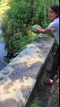 Ce chien va chercher une pastèque dans la rivière !