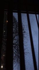 Strange British bird call, can someone identify it?