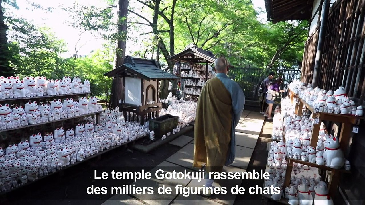 Au Japon, un temple du chat fait fureur sur les réseaux sociaux