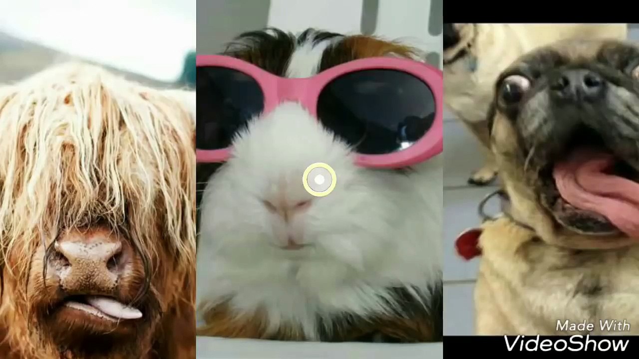 Dog_vs_Cat_Fight_-_Cat_and_Dog_Funny_Fight_Compilation