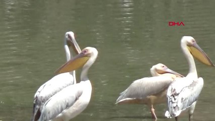 Bursa Pelikanlar Göç Yolunda Molada Hd