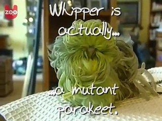 Whipper the Mutant Parakeet