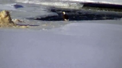 Eagle fishing BEAUTIFUL NATURE Winter Minnesota in HD