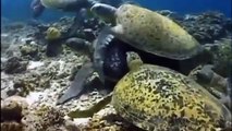 Snake Documentary Animals Documentary - Turtle vs Tortoise