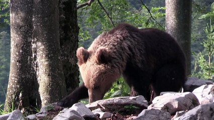 Convivendo com predadores