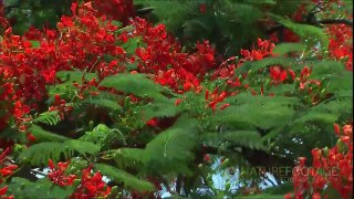 Nature Footage: Plants and Flowers Time lapse and Beauty Shots