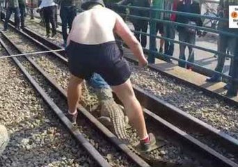 Crocodile Caught at Railway Tracks over Victoria Falls, Zimbabwe