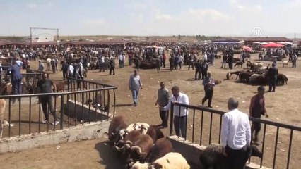 Doğu Anadolu'dan Batı İllerine Kurbanlık Sevkiyatı Başladı