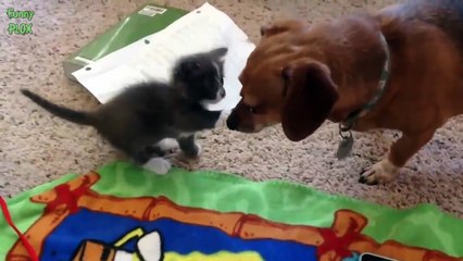 Dogs Meeting Kittens for the First Time Compilation
