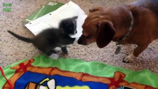 Dogs Meeting Kittens for the First Time Compilation