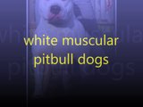 white muscular pitbull dogs