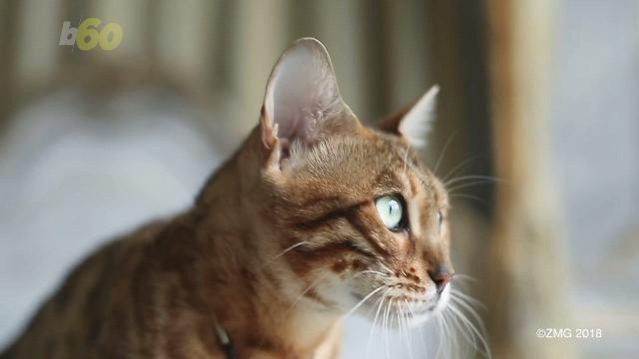 Viral 'Peach Cat' Just Wants to Cuddle with Pea...