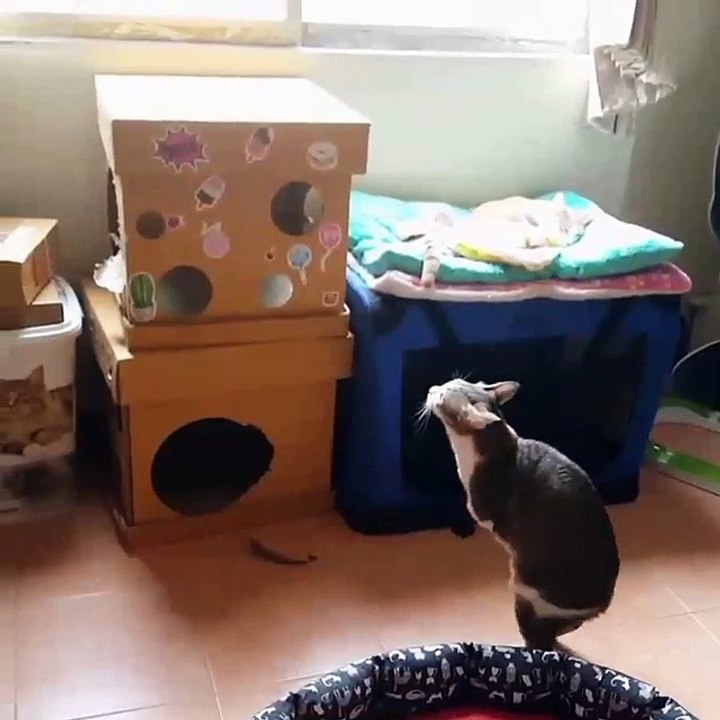 the best video you'll see today