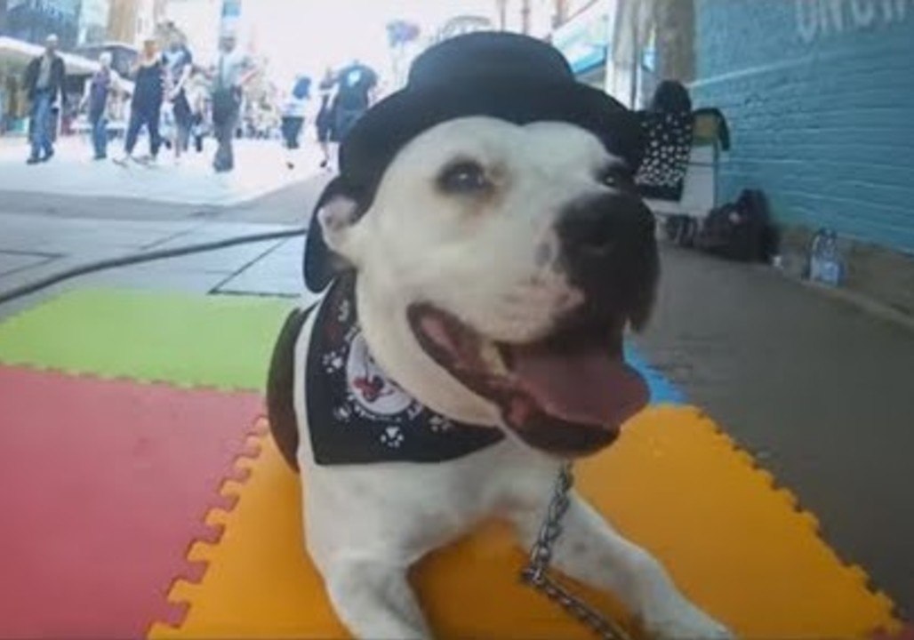 Ziggy the Staffie Looks Stylish While Performing Tricks