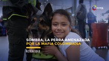 Sombra, la perra amenazada por la mafia colombiana