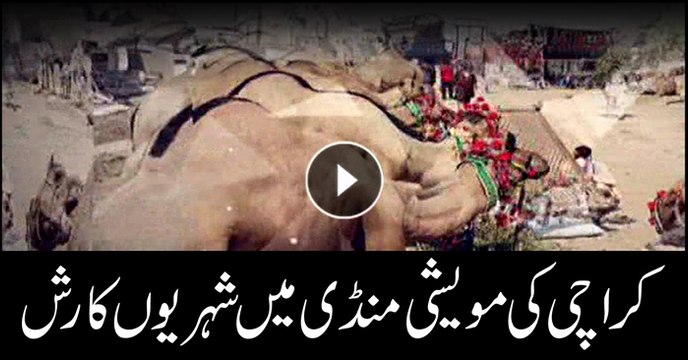 Citizens throng cattle markets in Karachi