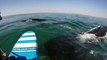 Paddle Boarder Has Close Encounter with Whale