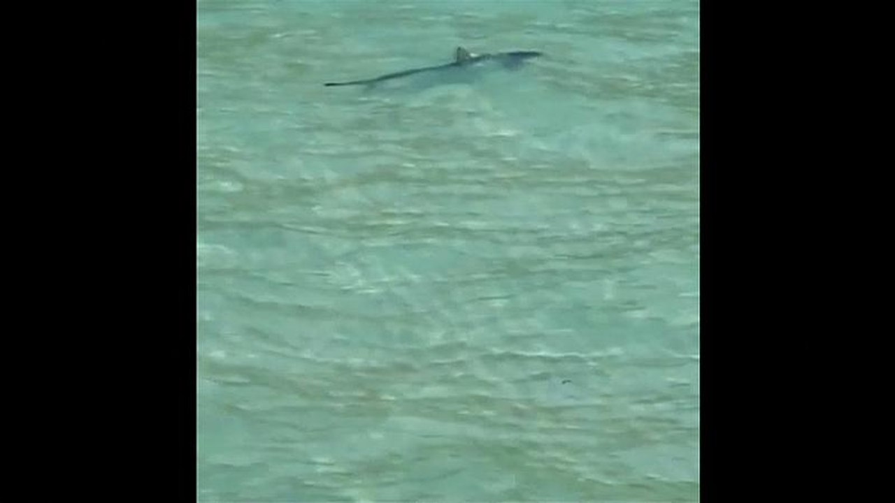 Shark seen off Majorca beach, forces evacuation