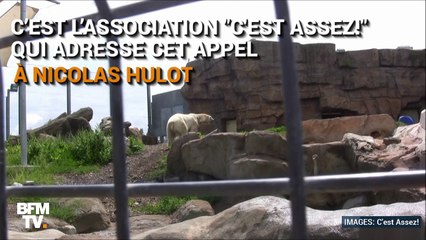 Une pétition pour sauver un ours polaire en captivité sur la Côte d’Azur