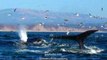 Humpback Whales and Sea Lions Feed Together in Monterey, California