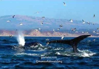 Télécharger la video: Humpback Whales and Sea Lions Feed Together in Monterey, California