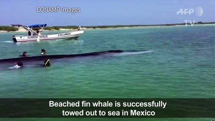 Beached whale near Mexican coast successfully returned to sea