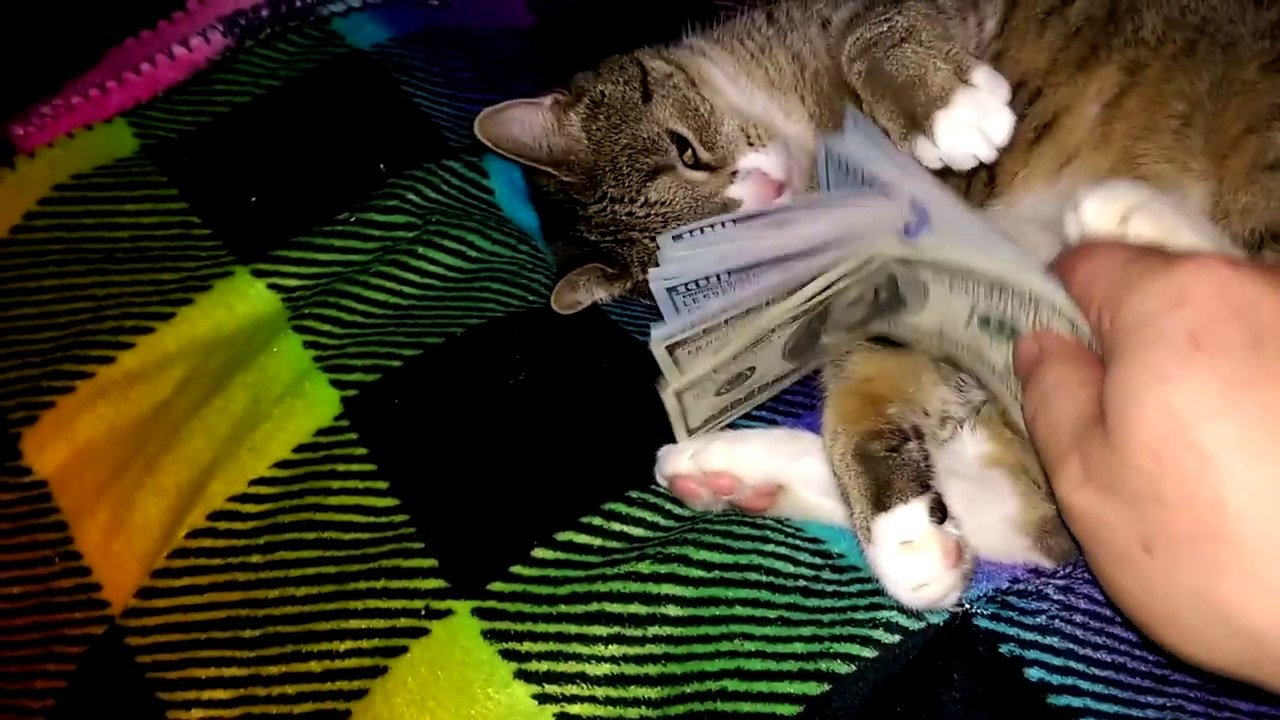 Ce chat ne veut pas lâcher ses billets de 100 dollars !
