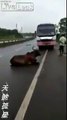 Ce bus traîne un taureau coincé sous ses roues en Thailande !