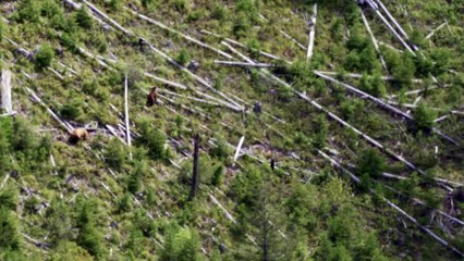 Mama Bear Races to Defend her Cub Against Other Bear