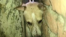 Trapped In Narrow Gap, Dog Was Desperate For Rescue