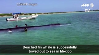 Beached whale near Mexican coast successfully returned to sea