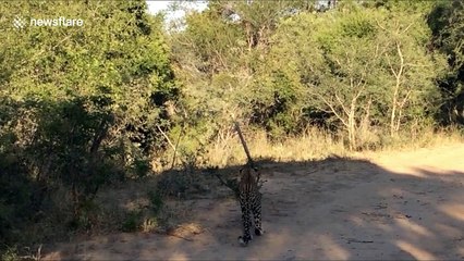 Watch a leopard leap high into the air during epic bird-hunting fail