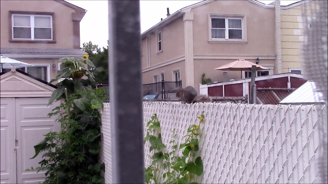 lazy squirrel in my back yard