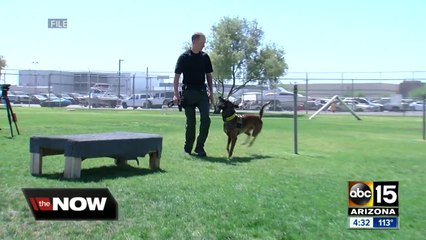 The training that goes into becoming a police K9