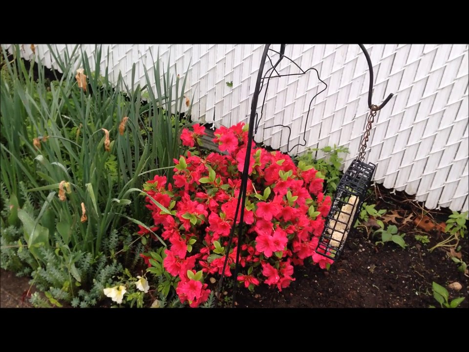 my beautiful garden