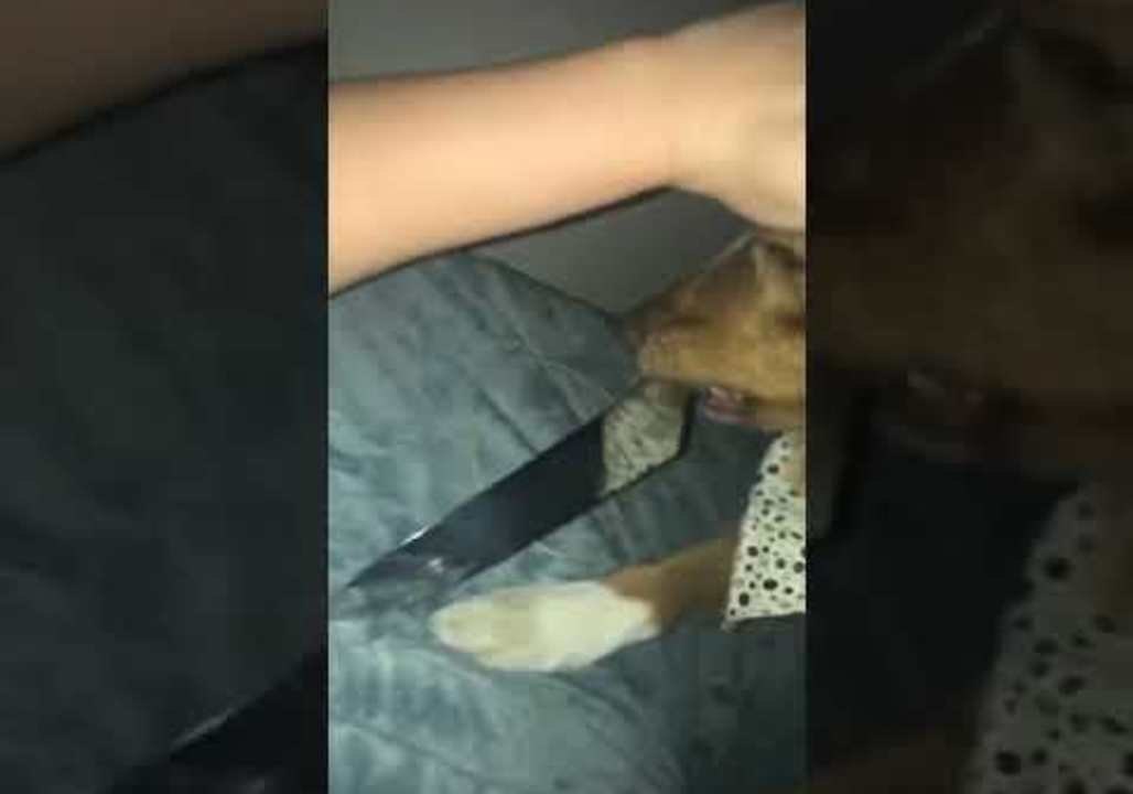 Family Dog Carrying Knife Causes Rude Awakening