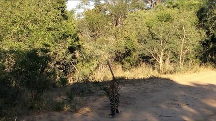 Watch a leopard leap high into the air during epic bird-hunting fail