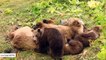 Mama Bear And Cubs Fall Into Food Coma After Enjoying Salmon Meal