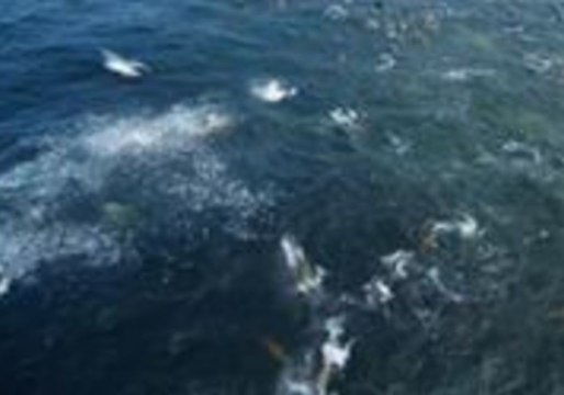 Drone Footage Captures Humpback Whales and Sea Lions Feeding in Monterey, California