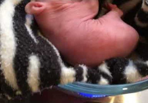 Rescued Orphaned Wombat Gets Care After Weight Drops