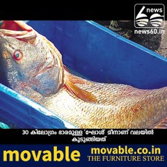 ghol fish in mumbai