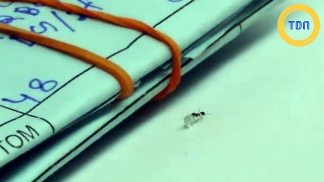 Cette fourmi tente de voler un diamant !