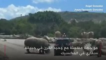 وحيد قرن يهاجم سيارة في المكسيك