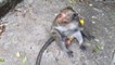 Wild Monkey Eating Banana - Cute Animals and Pets Compilation